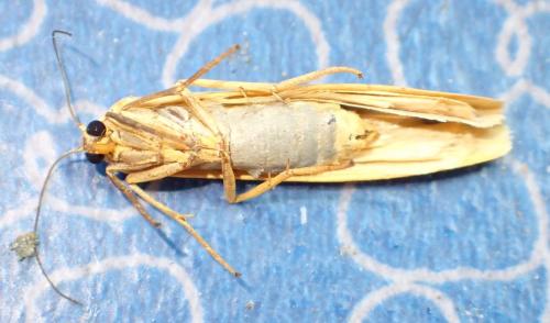 Réf. 243 456 : Eilema sp.